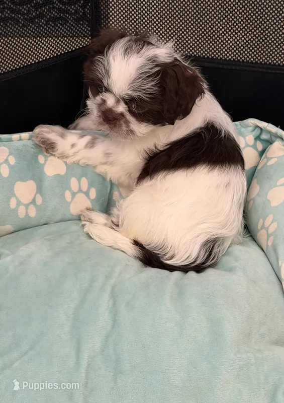 Lily – Mal Shi puppy for sale in Wake Forest, NC