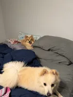 Chewy, a male Pomeranian for sale in Wake Forest, NC – 2 of 3