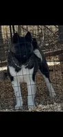 Meka , a female Akita for sale in Wake Forest, NC – 4 of 5