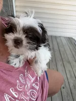 Lily, a female Maltese and Shih Tzu for sale in Wake Forest, NC – 3 of 3