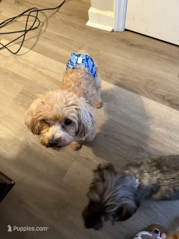 Ollie – Poodle - Toy  puppy for sale in Wake Forest, NC