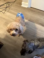 Ollie, a male Poodle - Toy  for sale in Wake Forest, NC – 1 of 2