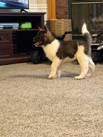 Meka , a female Akita for sale in Wake Forest, NC – 2 of 5