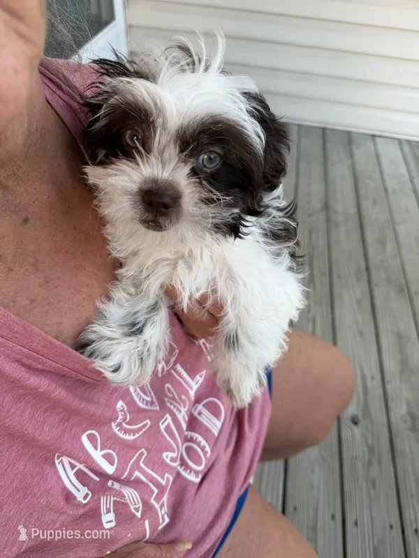 Lily – Maltese, Shih Tzu puppy for sale in Wake Forest, NC