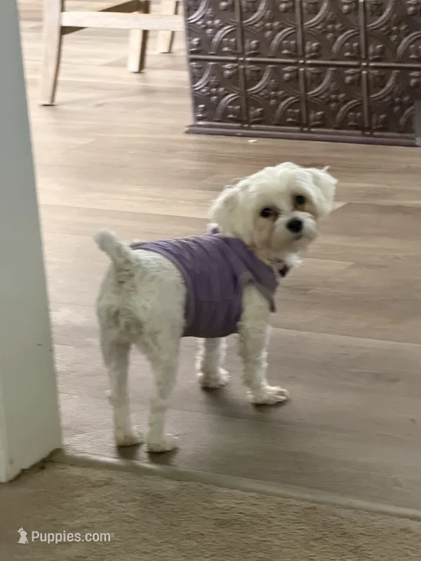 Nina – Maltese puppy for sale in Wake Forest, NC