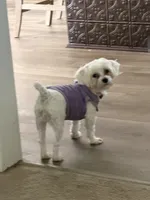 Nina, a female Maltese for sale in Wake Forest, NC – 1 of 1