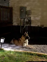 Meka , a female Akita for sale in Wake Forest, NC – 3 of 5
