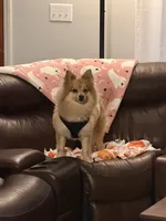 Chewy, a male Pomeranian for sale in Wake Forest, NC – 3 of 3
