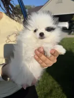 Lily, a female Pomeranian for sale in Waterloo, IN – 4 of 6
