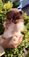 Tiny Boss, a male Pomeranian for sale in Waterloo, IN – 6 of 7