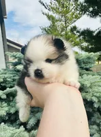 Ace, a male Pomeranian for sale in Waterloo, IN – 6 of 7