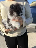Loki, a male Pomeranian for sale in Waterloo, IN – 3 of 8