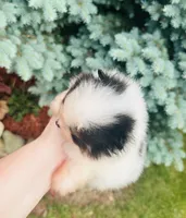 Tyson, a male Pomeranian for sale in Waterloo, IN – 6 of 8