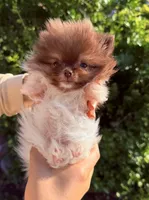 Super tiny Hugo , a male Pomeranian for sale in Waterloo, IN – 5 of 5