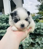 Paris, a male Pomeranian for sale in Waterloo, IN – 9 of 9