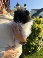 Leo , a male Pomeranian for sale in Waterloo, IN – 2 of 8
