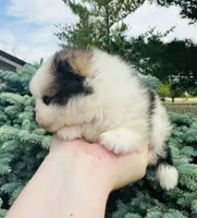 Ace, a male Pomeranian for sale in Waterloo, IN – 2 of 7