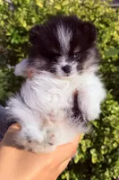 Loki, a male Pomeranian for sale in Waterloo, IN – 4 of 8