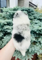 Paris, a male Pomeranian for sale in Waterloo, IN – 8 of 9