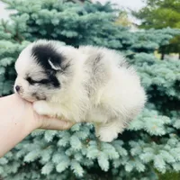 Ares , a male Pomeranian for sale in Waterloo, IN – 6 of 8