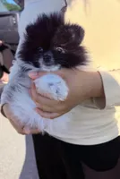 Leo , a male Pomeranian for sale in Waterloo, IN – 3 of 8