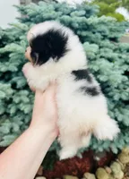 Tyson, a male Pomeranian for sale in Waterloo, IN – 4 of 8