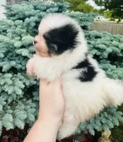 Tyson, a male Pomeranian for sale in Waterloo, IN – 5 of 8