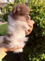 Tiny Boss, a male Pomeranian for sale in Waterloo, IN – 3 of 7