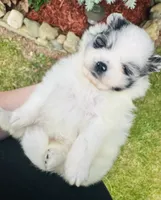 Paris, a male Pomeranian for sale in Waterloo, IN – 3 of 9