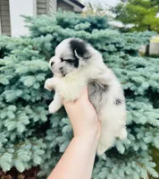 Ares , a male Pomeranian for sale in Waterloo, IN – 7 of 8