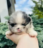 Armani , a male Pomeranian for sale in Waterloo, IN – 5 of 7