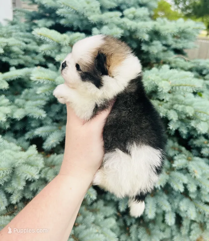 Ace – Pomeranian puppy for sale in Waterloo, IN
