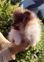 Tiny Boss, a male Pomeranian for sale in Waterloo, IN – 2 of 7