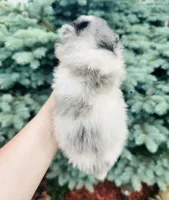 Armani , a male Pomeranian for sale in Waterloo, IN – 7 of 7