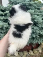 Tyson, a male Pomeranian for sale in Waterloo, IN – 7 of 8