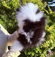 Leo , a male Pomeranian for sale in Waterloo, IN – 6 of 8