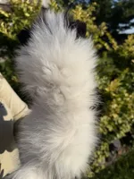 Lily, a female Pomeranian for sale in Waterloo, IN – 6 of 6