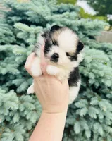 Ace, a male Pomeranian for sale in Waterloo, IN – 7 of 7