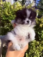 Loki, a male Pomeranian for sale in Waterloo, IN – 2 of 8