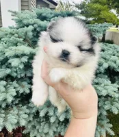 Ares , a male Pomeranian for sale in Waterloo, IN – 3 of 8