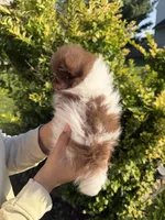 Tiny Boss, a male Pomeranian for sale in Waterloo, IN – 4 of 7