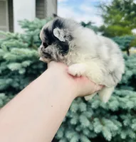 Armani , a male Pomeranian for sale in Waterloo, IN – 4 of 7