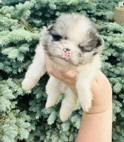 Armani , a male Pomeranian for sale in Waterloo, IN – 2 of 7