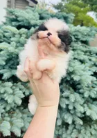Tyson, a male Pomeranian for sale in Waterloo, IN – 8 of 8