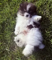 Loki, a male Pomeranian for sale in Waterloo, IN – 7 of 8