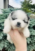 Ares , a male Pomeranian for sale in Waterloo, IN – 2 of 8