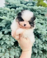 Tyson, a male Pomeranian for sale in Waterloo, IN – 3 of 8