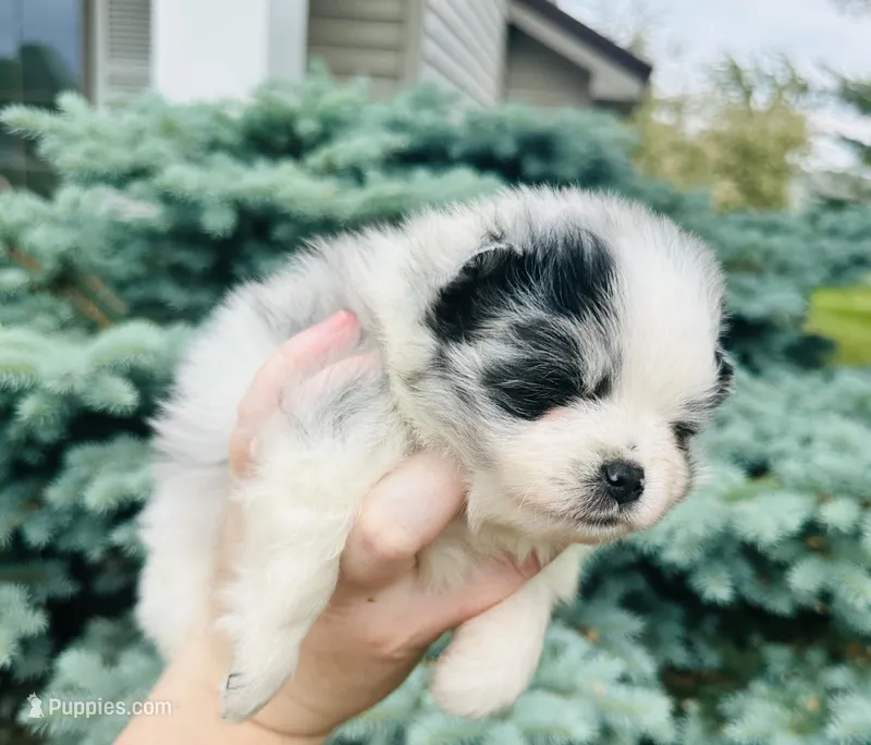 Paris – Pomeranian puppy for sale in Waterloo, IN