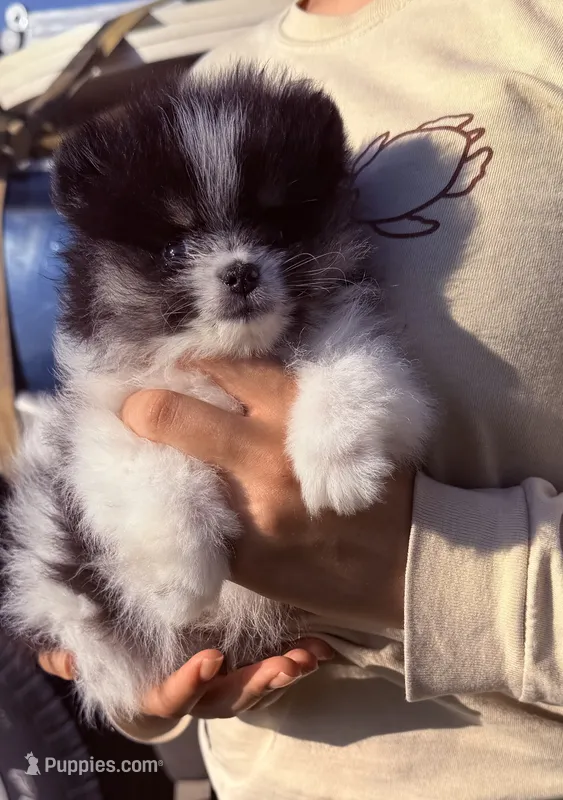 Loki – Pomeranian puppy for sale in Waterloo, IN