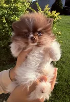 Tiny Boss, a male Pomeranian for sale in Waterloo, IN – 7 of 7
